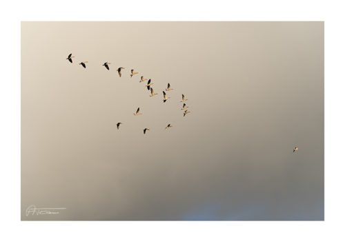 Greylag Goose - ATEriksen