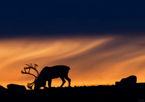 Reindeer in Silhouette - Anne Olsen-Ryum