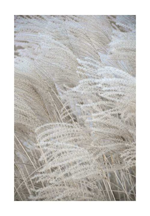 White Beige Boho DREAMS - Pampas - Studio Nahili