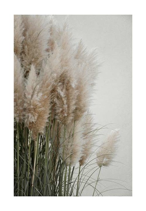 Pampas Grass Cloudy HEAVEN - Studio Nahili