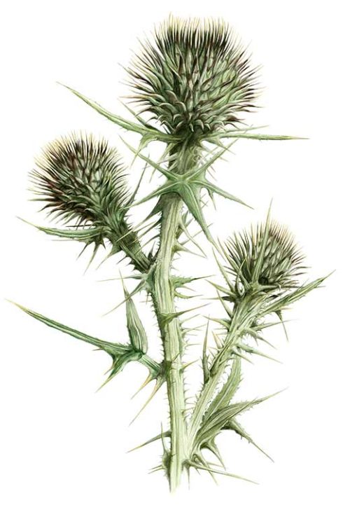 Thistle About to Bloom - Marianne Scheel