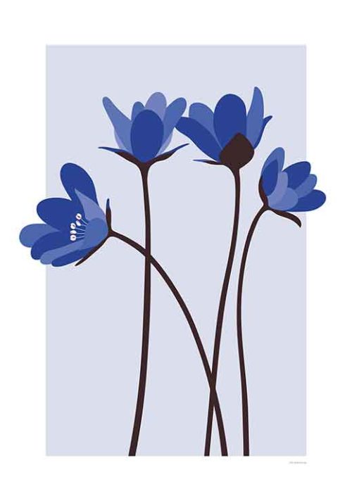 Hepatica Flowers - Stine Rødseth