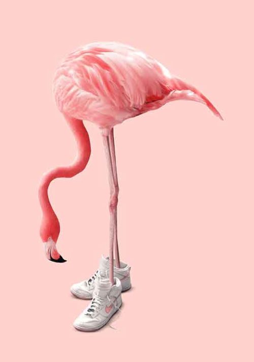 Sneaker Flamingo - Jonas Loose