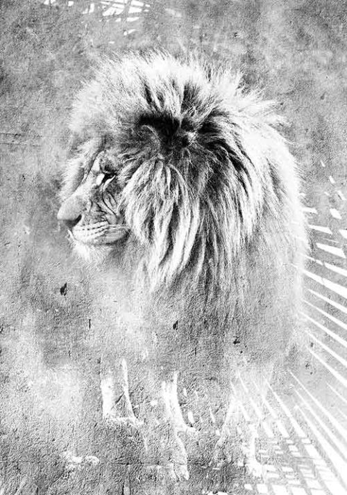 Mufasa BW - Linnea Frank Art