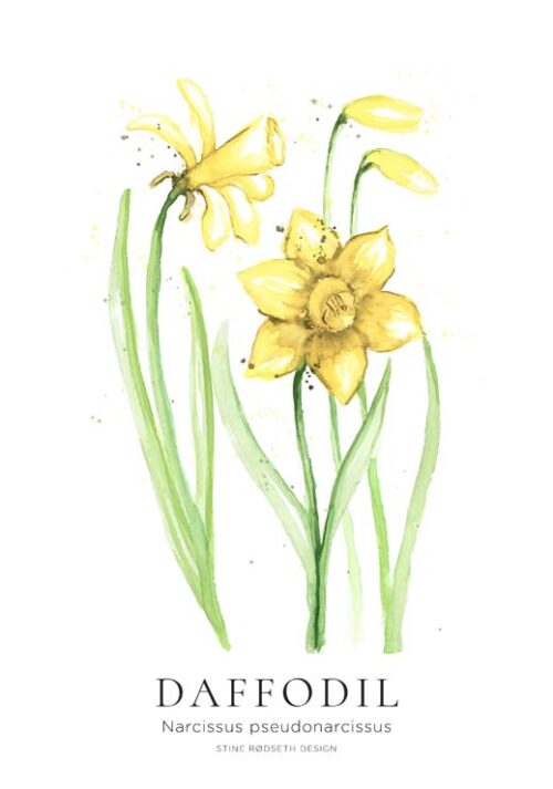 Daffodil - Stine Rødseth