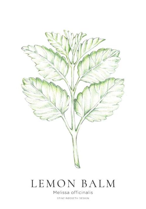 Lemon Balm - Stine Rødseth