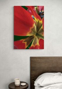 Red Tulip Unfold - FRA SØS