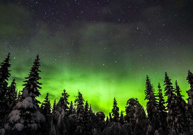 Aurora Forest - Øyvind Sjøvoll