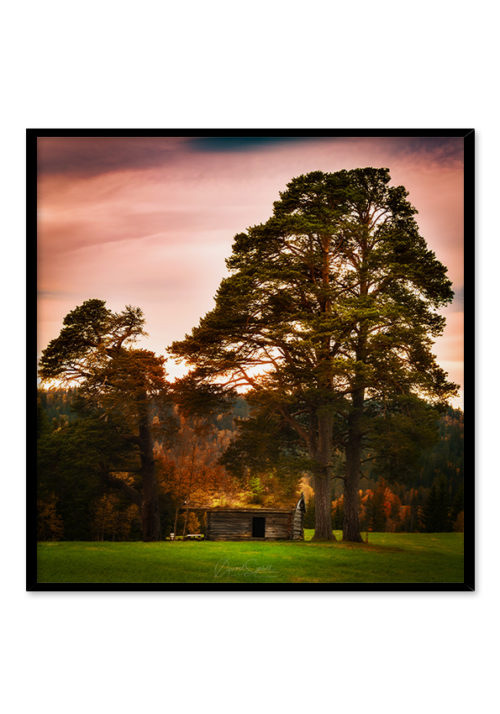 Tall trees - Øyvind Sjøvoll