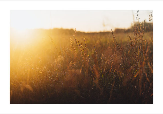 Sunset Meadow - Gustav Mørch