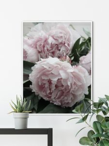 Pink Peonies