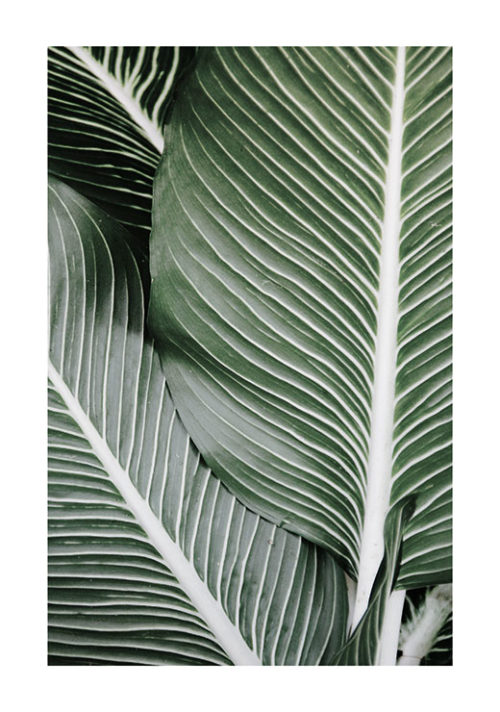 Palm Leaves