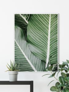 Palm Leaves