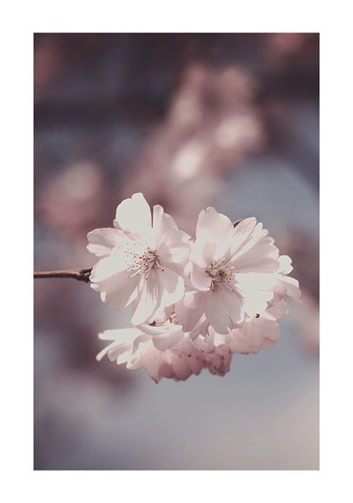 Pink Flowers