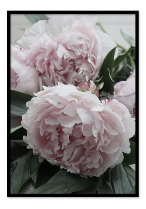 Pink Peonies