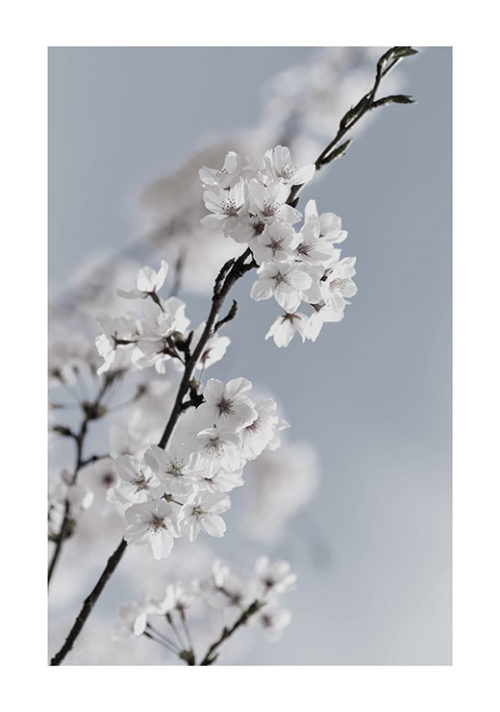 Spring Flowers