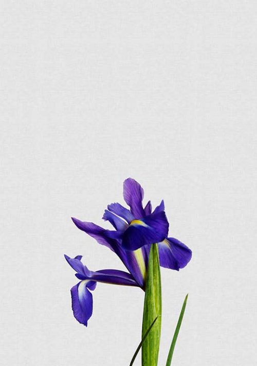 Iris Still Life - Orara Studio