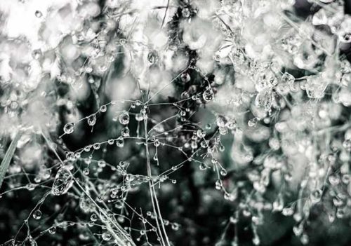 Drops - Amanda Petersen